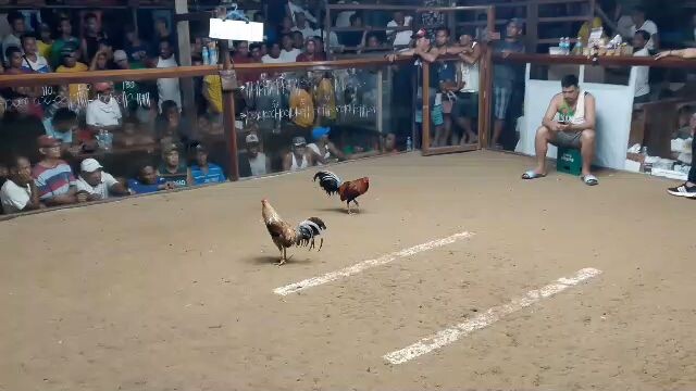 @4cockderby @JJVgamefarm 4th fyt win