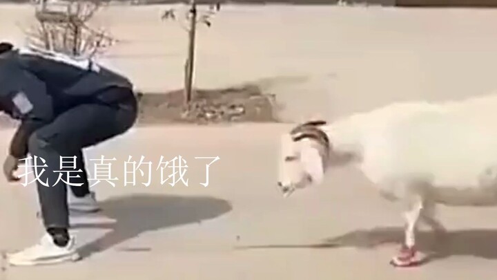 Sheep: ? Wait, dude, this part isn't here!