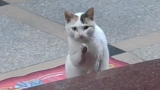 แมว: เธอมาแล้ว~