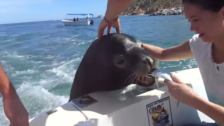 A sea lion climbed onto a speedboat to eat fish and got petted. The bird said: I was so angry that I