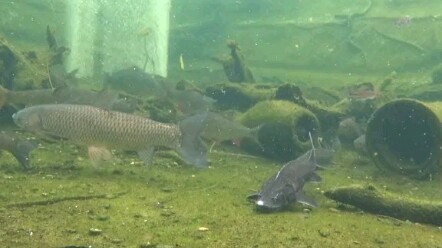 يا صياد السمك، جابلك فرصة وبس ما تعرف تستغلها!