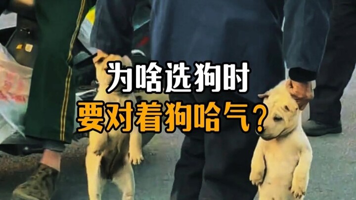 ทำไมตอนเลือกสุนัขถึงต้องเป่าลมใส่สุนัขล่ะ?