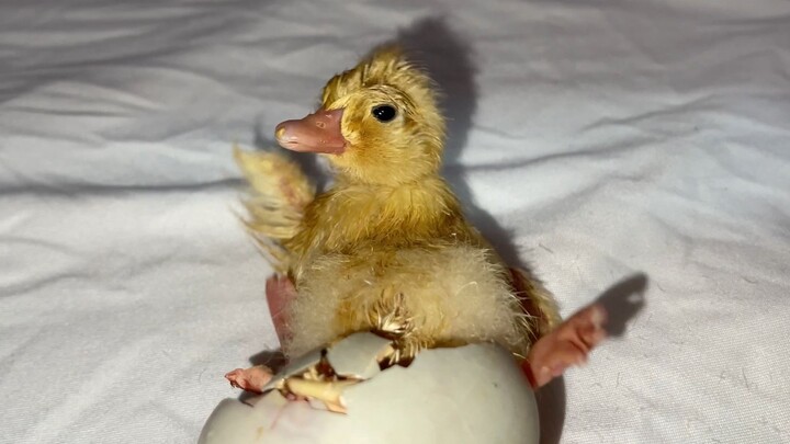 Bebek Panggilan yang menetas setelah setengah tahun, lucu sekali saat menetas.