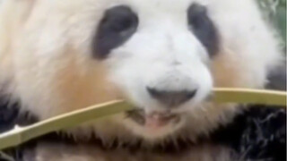 Phiên bản PEP của Panda Breaking Bamboo