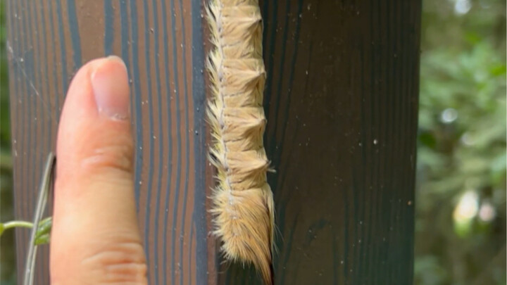 انفجار سماش مات، مع يرقات العث (وما زال وسيمًا جدًا)