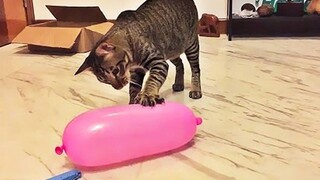 แมวและสุนัขที่สนุกที่สุด 🐱🐶 ตอนที่ 2