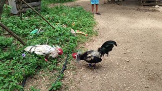 Melsim Grey VS Leiper Grey x White Kelso Spar