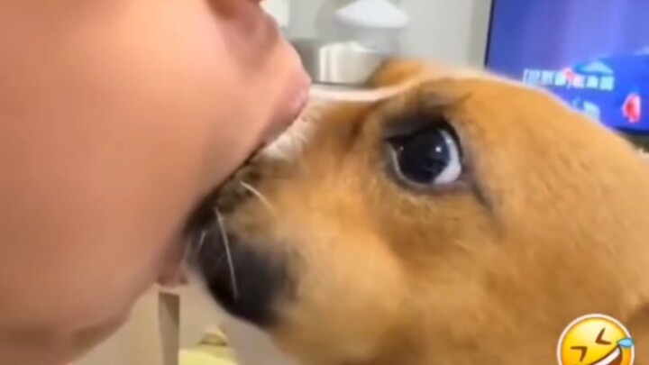 [TikTok] Khi người nước ngoài âu yếm những chú chó khác nhau, hãy xem chúng sẽ phản ứng ra sao