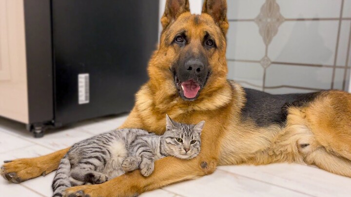 Anjing Gembala Jerman adalah sahabat terbaik kucing!