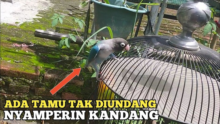 JEMUR LOVEBIRD ADA YANG MAMPIR :D