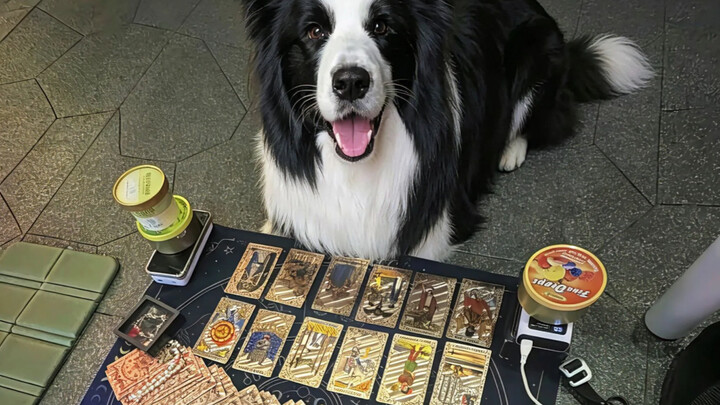 Facts show that tarot readers are no less intelligent than Border Collies.