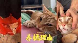 Five reasons to raise a ginger cat, you have to raise one now🧡