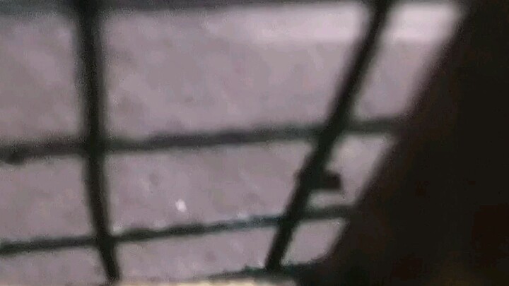 I Have A Ant Colony Outside Mine House! ( they are very active in the morning or the species of them