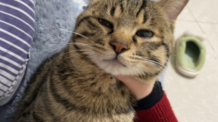 Don't speak ill of the little kitty in front of him—he'll get mad right on the spot!