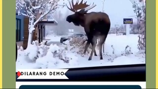 Sering muncul di kartun sebagai hewan bertanduk besar yang lucu, tapi kenyataannya… rusa moose jauh