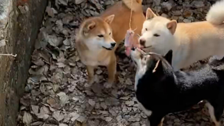 How to Stay Entertained During the COVID-19 Pandemic