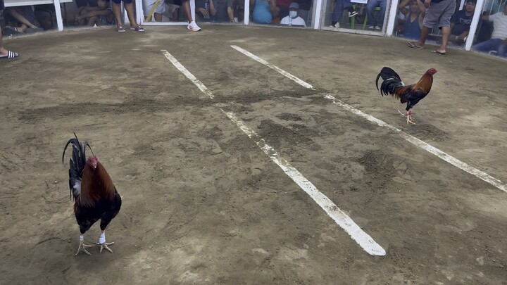 First fight 3cock ulutan