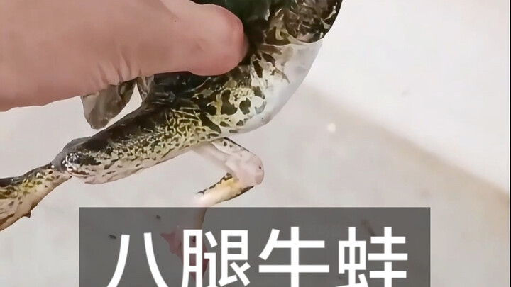 Ếch bò 8 chân có phải do phun thuốc không? Thực ra, đa số ếch bò dị dạng không phải do “công nghệ độ