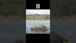 Hippo  - MOGMOG PLANET Observation Diary | It's Anime #shorts #anime #animals