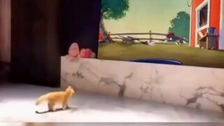 Seperti yang kita semua tahu, Tom dan Jerry adalah sebuah film dokumenter [tonton]