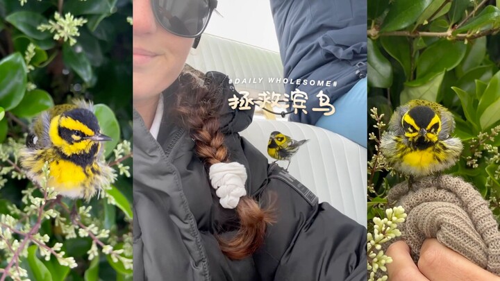 Saving Shorebirds on the Move