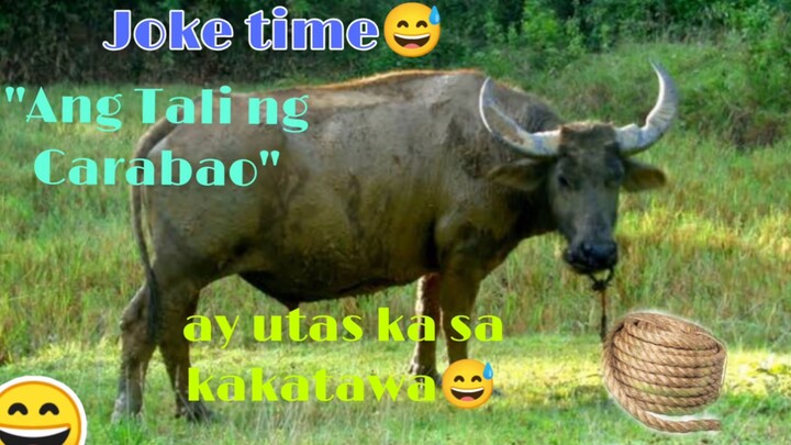 Ang tali ng Carabao