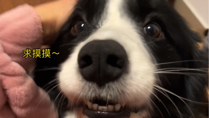 I've never seen a dog so proactive before