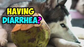 My Husky Has Diarrhea! What To Do!?!?