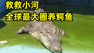 台赠大陆的世界最大圈养鳄鱼小河，快被养死了