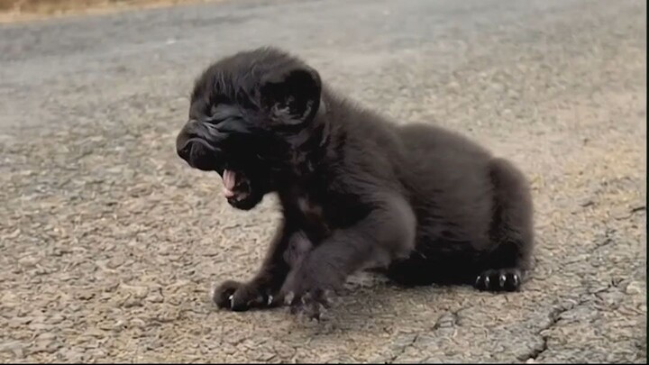 This girl rescues an abandoned black panther cub