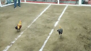 draw fight (Hennie line)