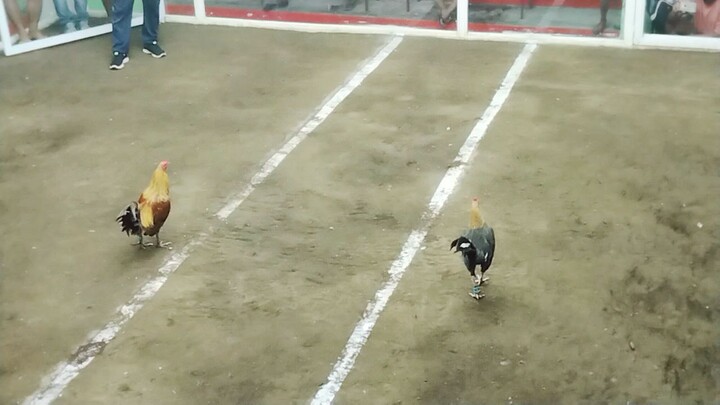 draw fight (Hennie line)