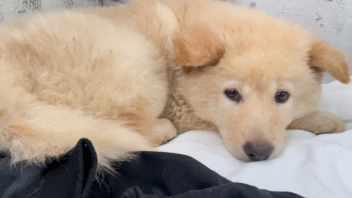 Getting along with dogs is like making friends. Dogs with different personalities differ in whether 
