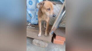 chócute chókhôn thúcưng