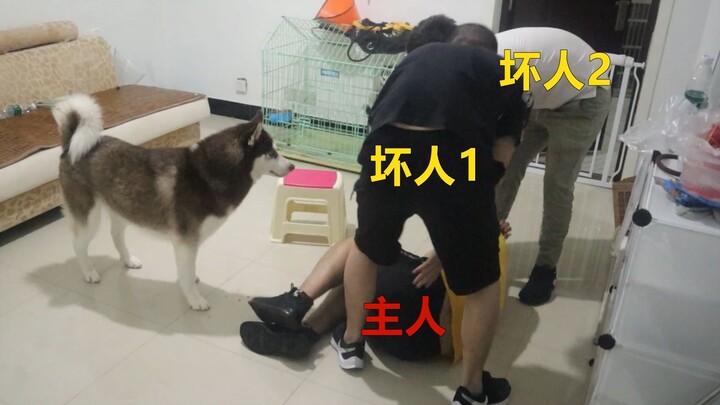 The owner was knocked unconscious and abducted by two bad guys—how did the German Shepherd react?