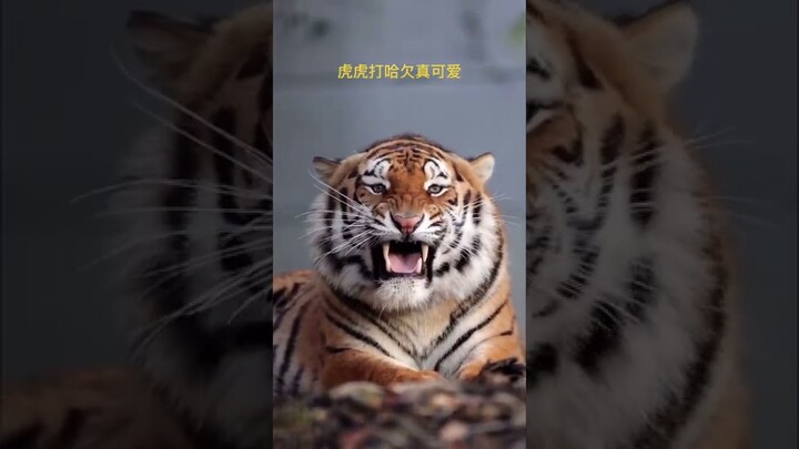 Tiger Cute #shorts