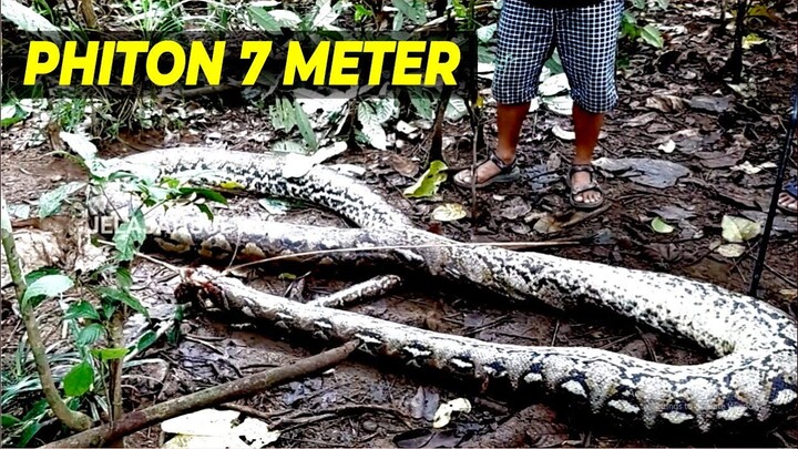 Temukan Ular Phiton di Hutan Kolaka Timur