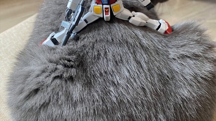 [Naughty Meow] Plastic guys, please don’t keep cats!!! The box is damaged and the items are lost!!!