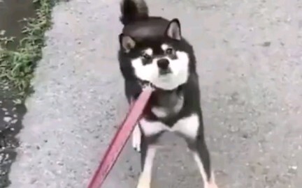 Doggy: There’s food? Then I’m good!