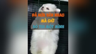 Em Phốc sốc thất tình - cô đơn tuitienpet dcgr pet dog pomeranian