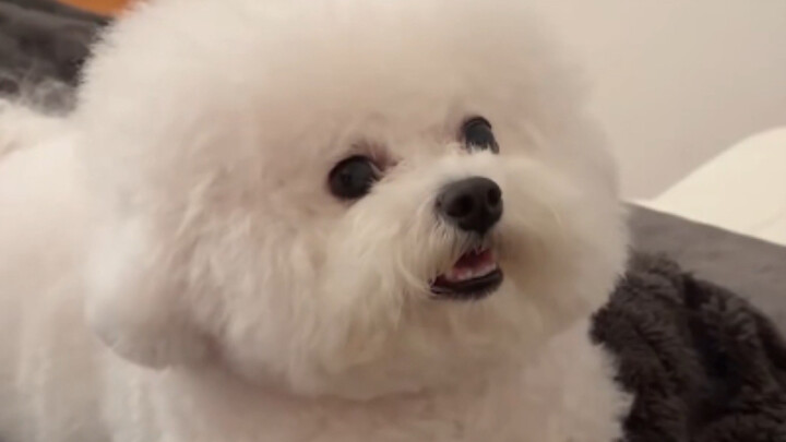 Puppy: Trying to outsmart me, huh?