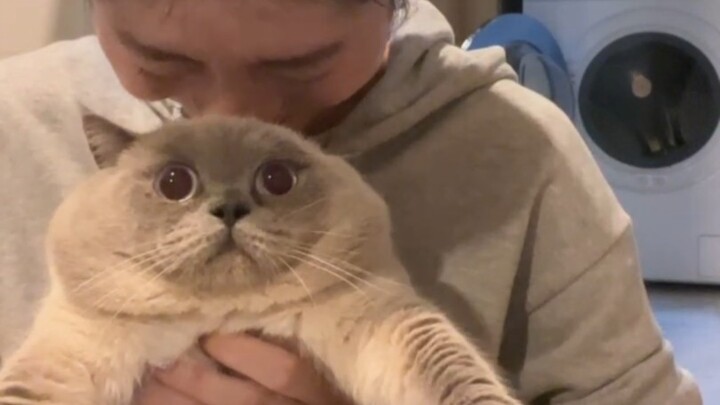 Hôm nay con mèo có biểu cảm sửng sốt hài hước nhất haha