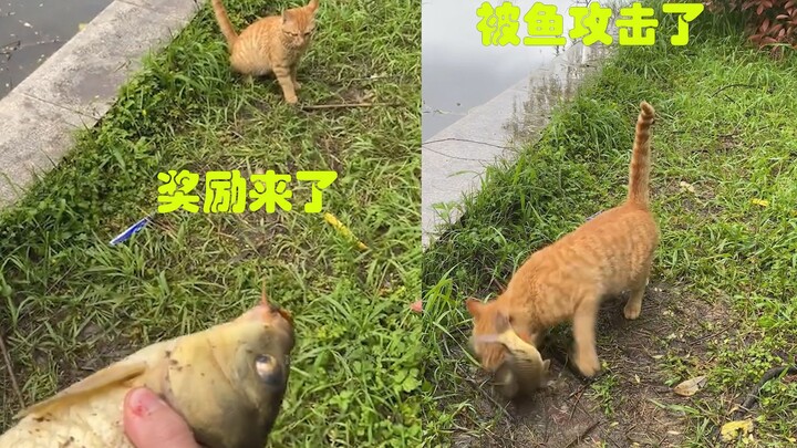 Người đàn ông câu cá đã thu hút một chú mèo màu cam, đành tặng nó một con cá chép làm phần thưởng, n