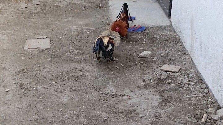 3x winner malatabu vs kelso x hatch grey