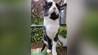 第一视角跟着猫猫瞎溜达，满街上蹿下跳还要走访朋友， 好忙呀