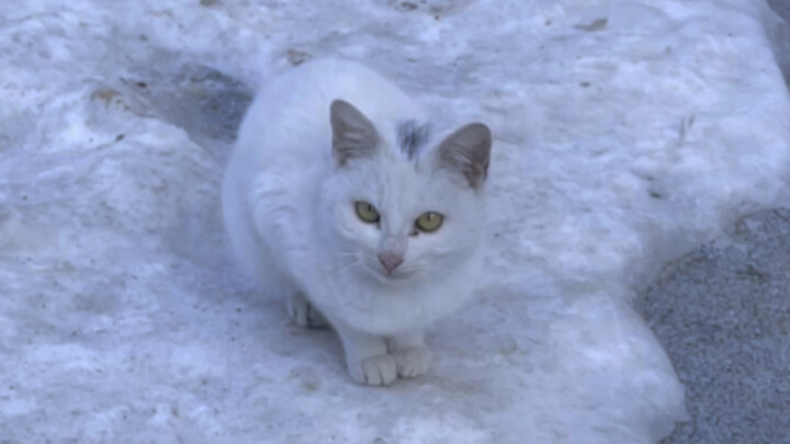 Is the white cat at the bottom of the pecking order in the feline world?