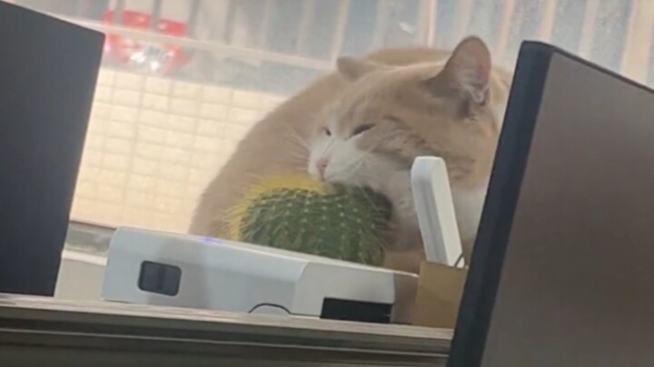 “Aku benar-benar akan mati tertawa melihat kucing bodoh ini, hahaha!”