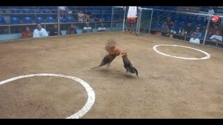2 hits SMSCA 2nd fight 2xwinner my brainy kanawayon throwback Win