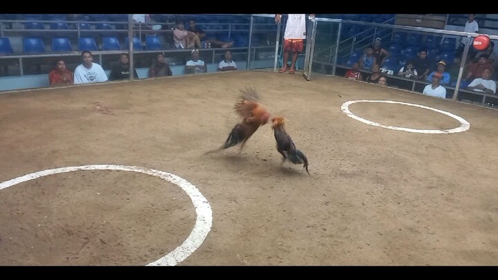 2 hits SMSCA 2nd fight 2xwinner my brainy kanawayon throwback Win