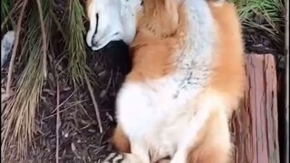 Chẳng trách mọi người gọi nó là cáo tinh! Sao mà nũng nịu giỏi thế nhỉ!
